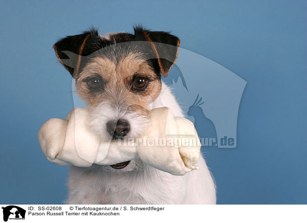 Parson Russell Terrier mit Kauknochen / SS-02608
