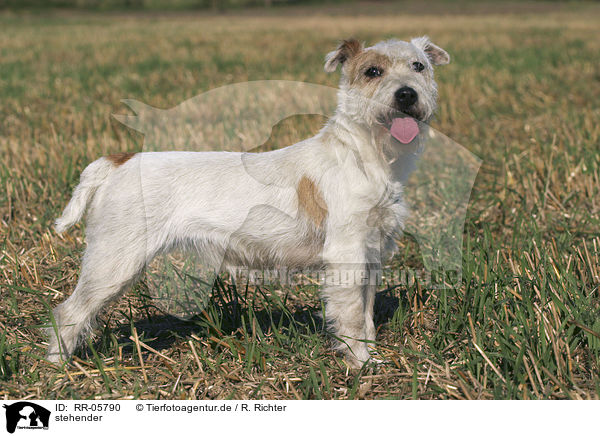 stehender / standing Parson Russell Terrier / RR-05790