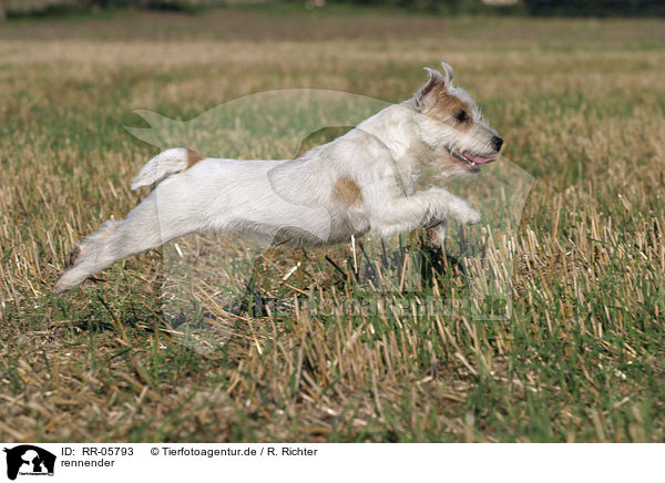 rennender / running Parson Russell Terrier / RR-05793