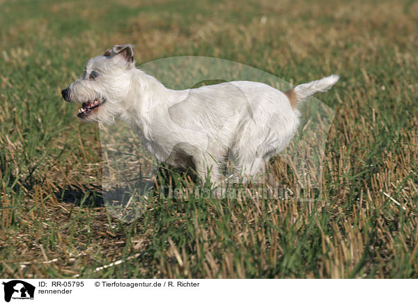 rennender / running Parson Russell Terrier / RR-05795