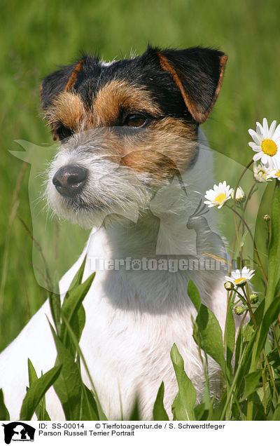 Parson Russell Terrier Portrait / Parson Russell Terrier Portrait / SS-00014