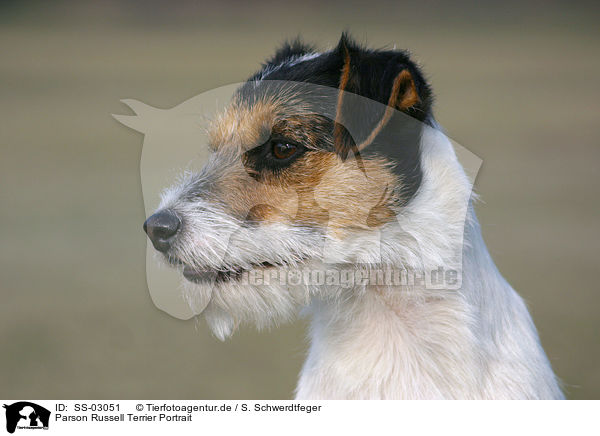 Parson Russell Terrier Portrait / Parson Russell Terrier Portrait / SS-03051