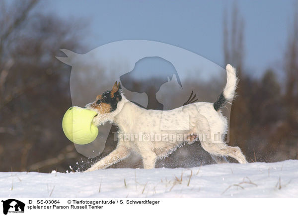 spielender Parson Russell Terrier / playing Parson Russell Terrier / SS-03064