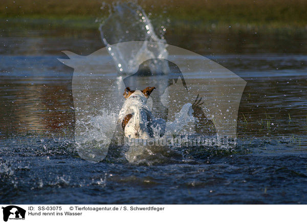 Hund rennt ins Wasser / dog in the water / SS-03075