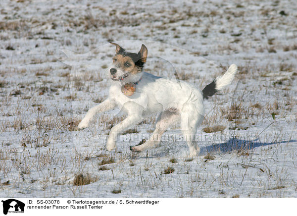 rennender Parson Russell Terrier / running Parson Russell Terrier / SS-03078