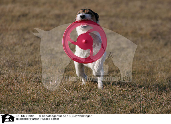 spielender Parson Russell Terrier / playing Parson Russell Terrier / SS-03085