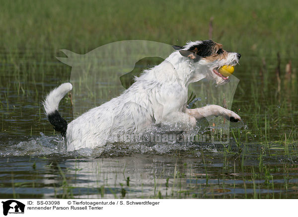 rennender Parson Russell Terrier / running Parson Russell Terrier / SS-03098