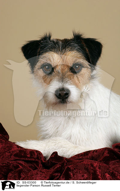 liegender Parson Russell Terrier / lying Parson Russell Terrier / SS-03300