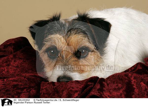 liegender Parson Russell Terrier / lying Parson Russell Terrier / SS-03302