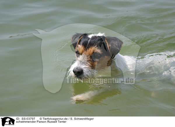 schwimmender Parson Russell Terrier / swimming Parson Russell Terrier / SS-03797