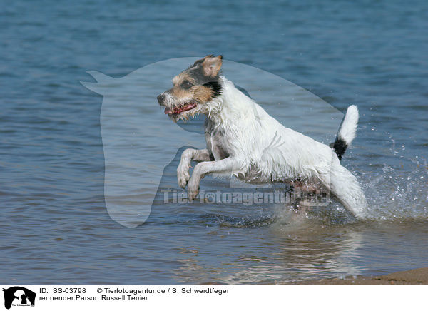 rennender Parson Russell Terrier / running Parson Russell Terrier / SS-03798