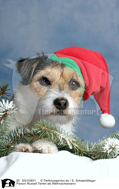 Parson Russell Terrier als Weihnachtsmann / Parson Russell Terrier as Christmas Dog / SS-03801