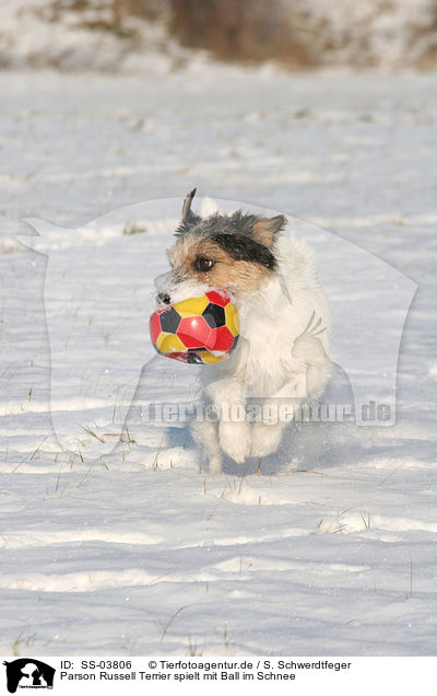 Parson Russell Terrier spielt mit Ball im Schnee / Parson Russell Terrier plays in the snow / SS-03806