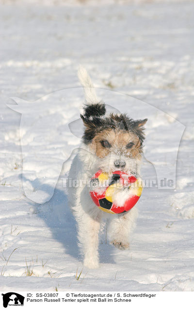 Parson Russell Terrier spielt mit Ball im Schnee / Parson Russell Terrier plays in the snow / SS-03807