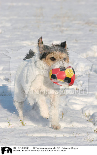 Parson Russell Terrier spielt mit Ball im Schnee / Parson Russell Terrier plays in the snow / SS-03808