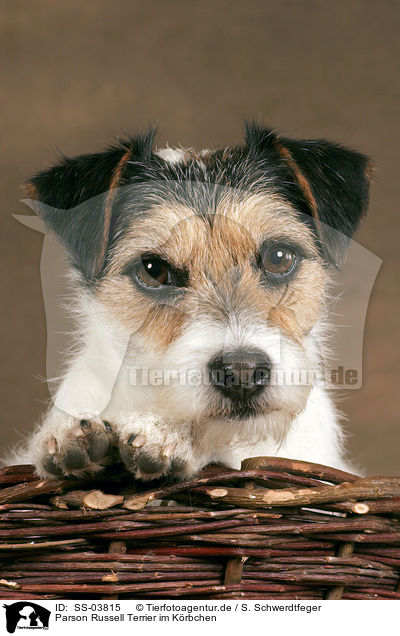 Parson Russell Terrier im Krbchen / Parson Russell Terrier in a basket / SS-03815