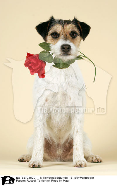 Parson Russell Terrier mit Rose im Maul / SS-03820
