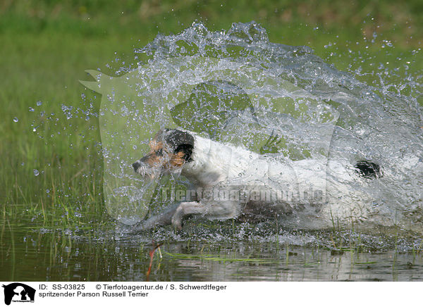 spritzender Parson Russell Terrier / splashing Parson Russell Terrier / SS-03825