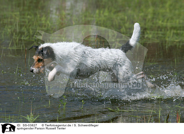 springender Parson Russell Terrier / jumping Parson Russell Terrier / SS-03827