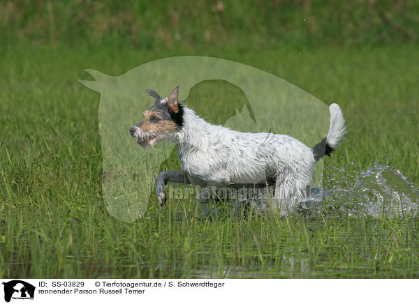 rennender Parson Russell Terrier / running Parson Russell Terrier / SS-03829
