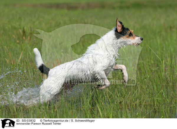 rennender Parson Russell Terrier / running Parson Russell Terrier / SS-03832