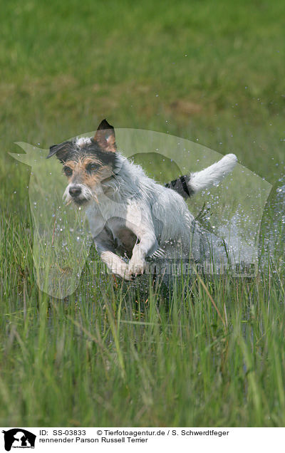 rennender Parson Russell Terrier / running Parson Russell Terrier / SS-03833