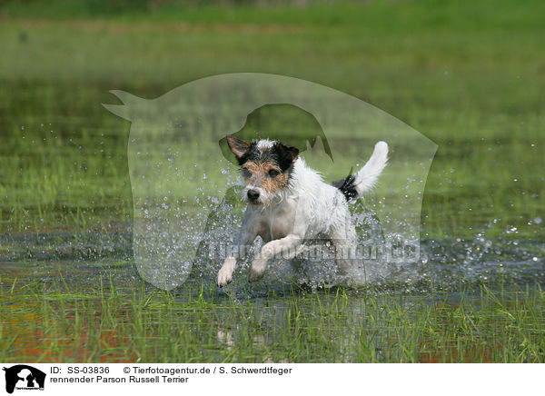 rennender Parson Russell Terrier / running Parson Russell Terrier / SS-03836