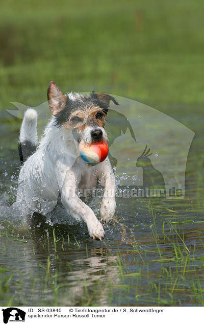 spielender Parson Russell Terrier / playing Parson Russell Terrier / SS-03840