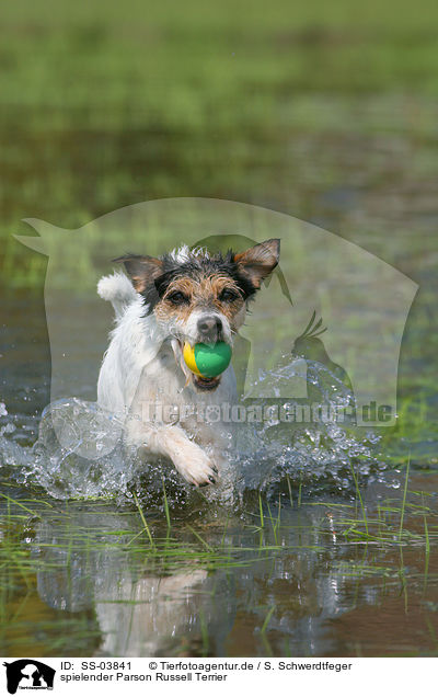 spielender Parson Russell Terrier / playing Parson Russell Terrier / SS-03841