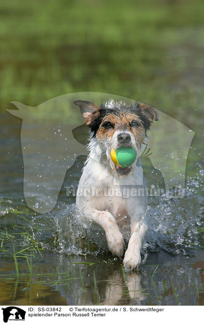 spielender Parson Russell Terrier / playing Parson Russell Terrier / SS-03842