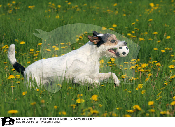 spielender Parson Russell Terrier / playing Parson Russell Terrier / SS-03845