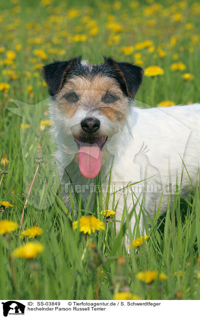 hechelnder Parson Russell Terrier / panting Parson Russell Terrier / SS-03849