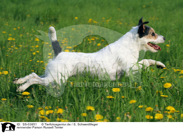 rennender Parson Russell Terrier / running Parson Russell Terrier / SS-03851