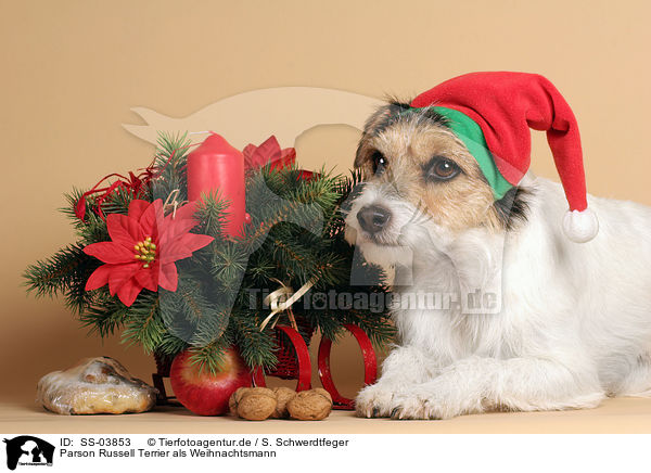 Parson Russell Terrier als Weihnachtsmann / SS-03853