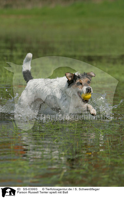 Parson Russell Terrier spielt mit Ball / playing Parson Russell Terrier / SS-03993