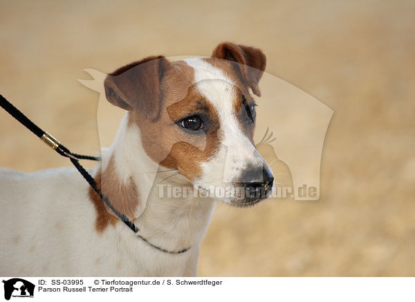 Parson Russell Terrier Portrait / Parson Russell Terrier Portrait / SS-03995