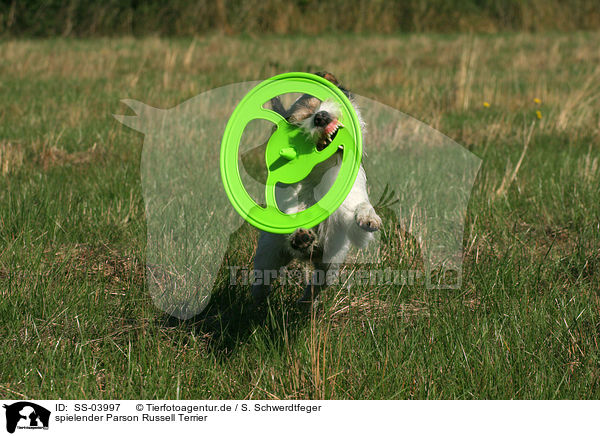 spielender Parson Russell Terrier / playing Parson Russell Terrier / SS-03997