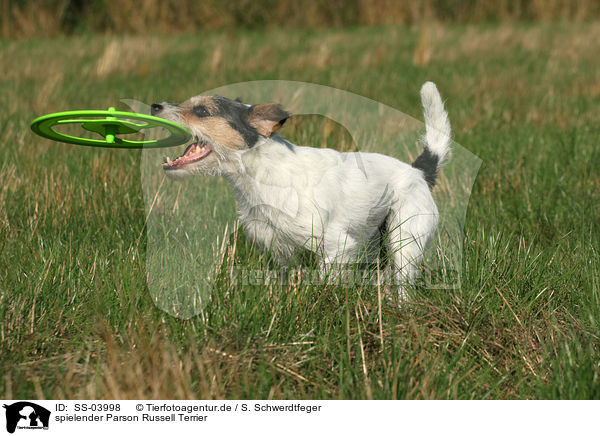 spielender Parson Russell Terrier / SS-03998