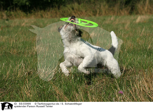 spielender Parson Russell Terrier / SS-03999