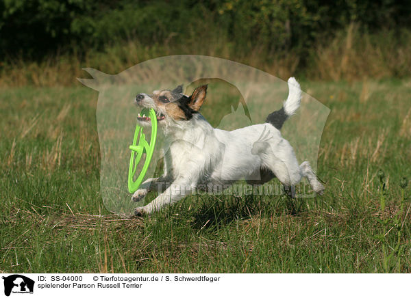 spielender Parson Russell Terrier / SS-04000