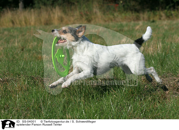 spielender Parson Russell Terrier / SS-04001