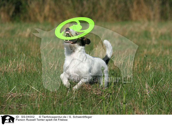 Parson Russell Terrier spielt mit Frisbee / SS-04002