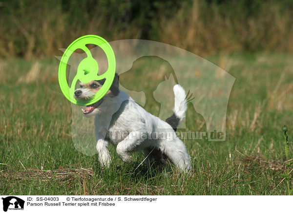 Parson Russell Terrier spielt mit Frisbee / SS-04003