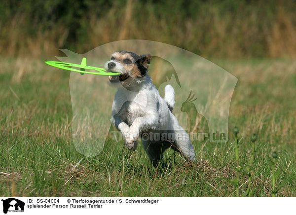 spielender Parson Russell Terrier / SS-04004
