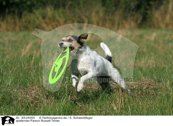 spielender Parson Russell Terrier / SS-04005