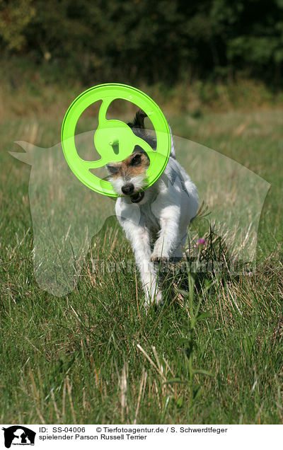 spielender Parson Russell Terrier / SS-04006