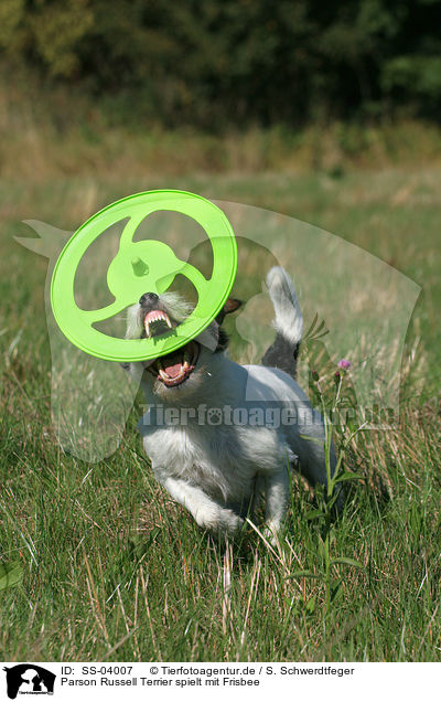 Parson Russell Terrier spielt mit Frisbee / SS-04007