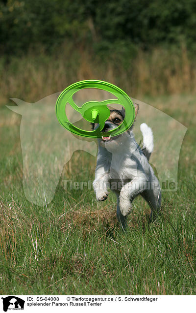 spielender Parson Russell Terrier / SS-04008