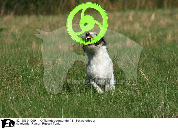 spielender Parson Russell Terrier / playing Parson Russell Terrier / SS-04009