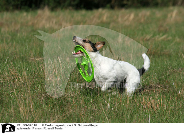 spielender Parson Russell Terrier / SS-04010